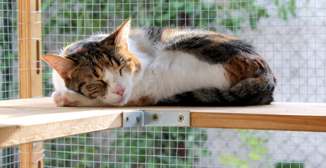 catio améliore