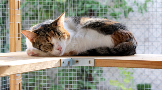 catio améliore